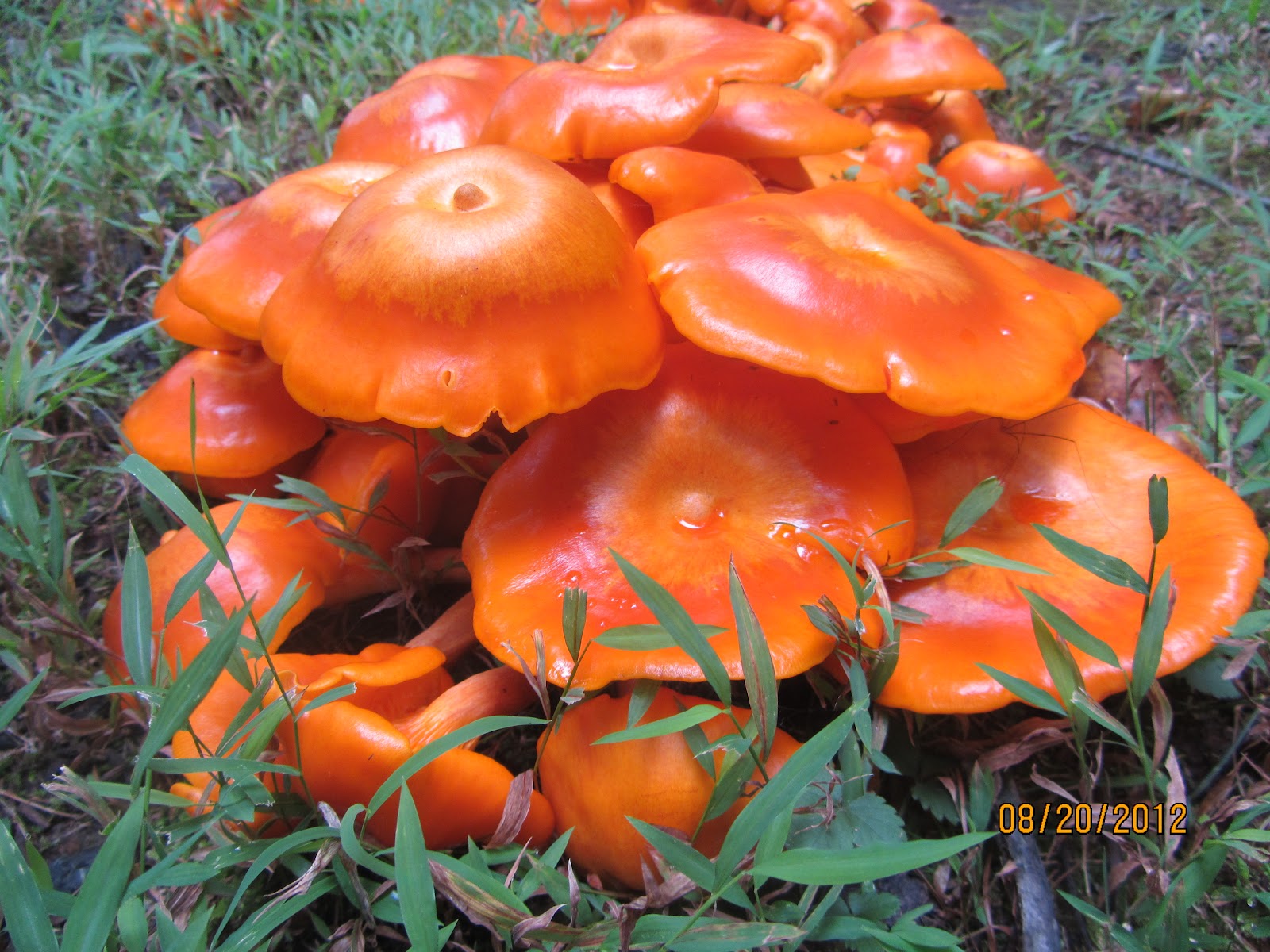 My Next 20 Years Of Living The Beautiful Orange Mushrooms