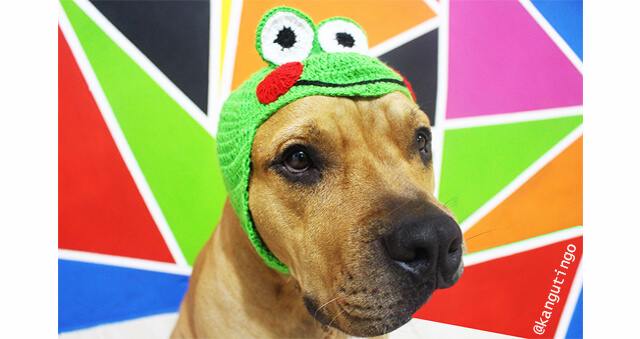 baltor y su gorro de rana