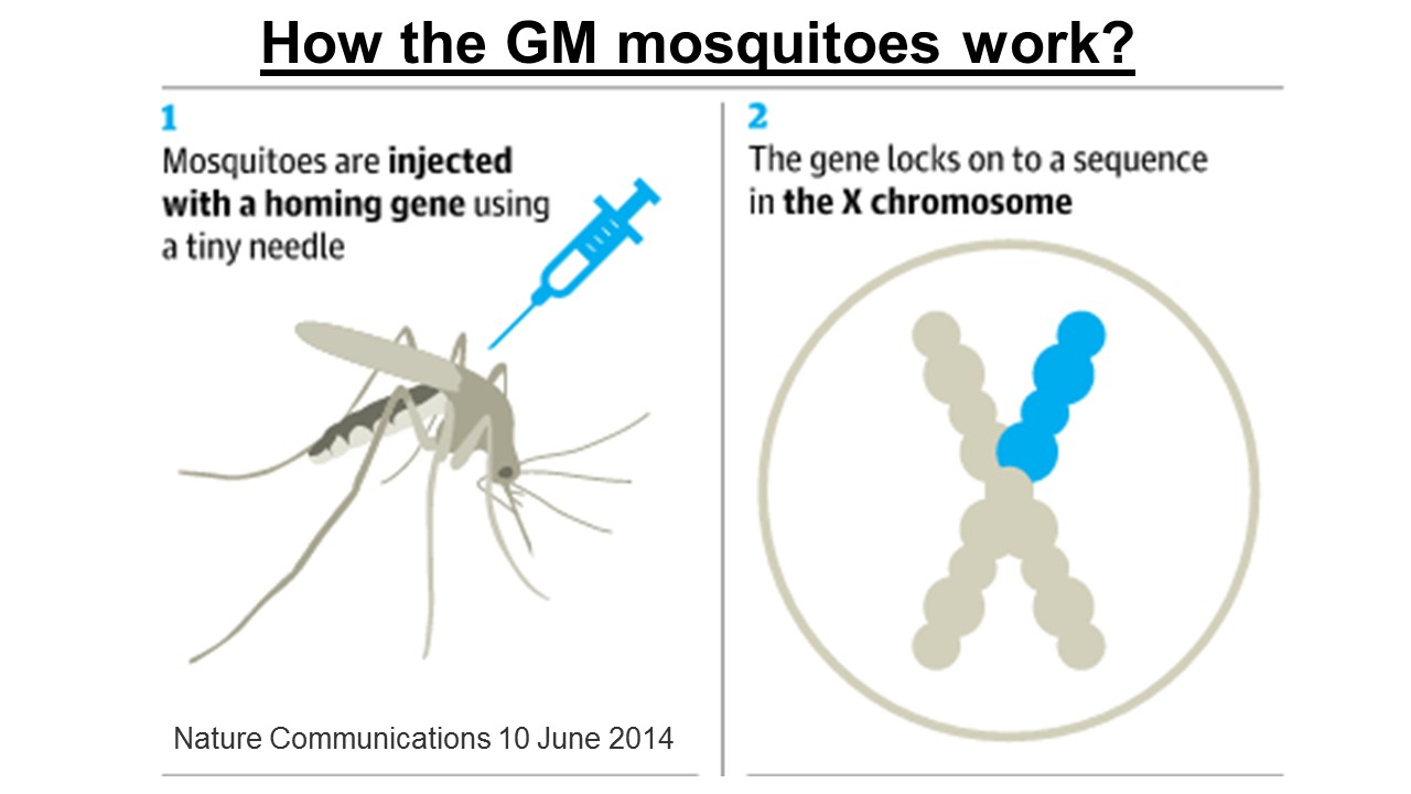 ektalks Controlling Malaria Are GM Mosquitoes the Answer?
