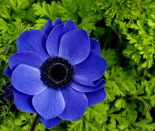 The 10 Most Beautiful Flowers In The World - the top ten list