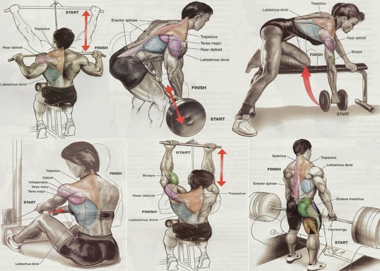 Back Workout Muscle Day