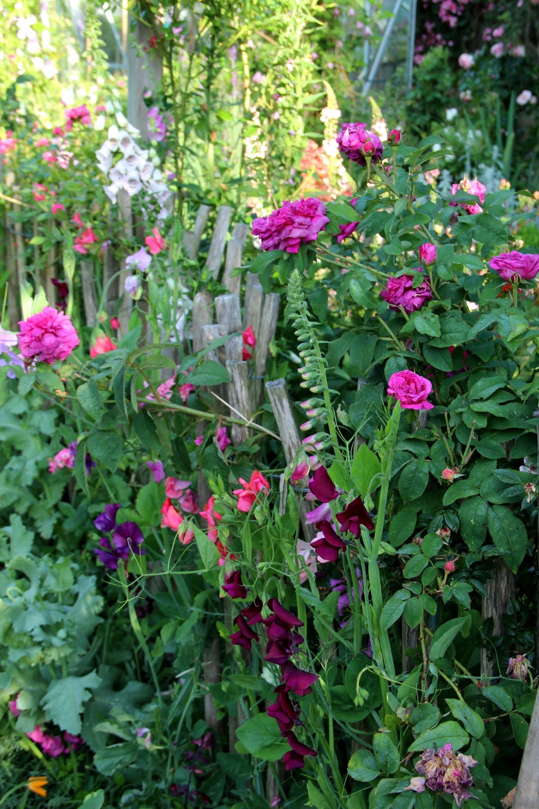 Des graines de choix pour un potager généreux - Fleurs & Plantes