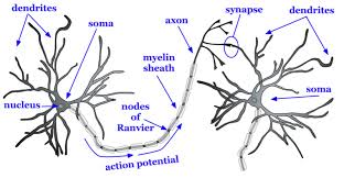 saraf tubuh saraf tubuh manusia: dendrit, axon, synapse