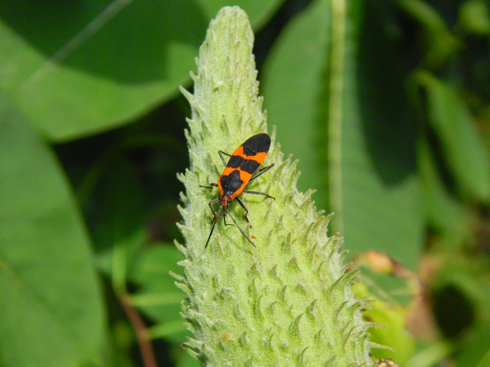 Capital Naturalist by Alonso Abugattas Milkweed Bugs?