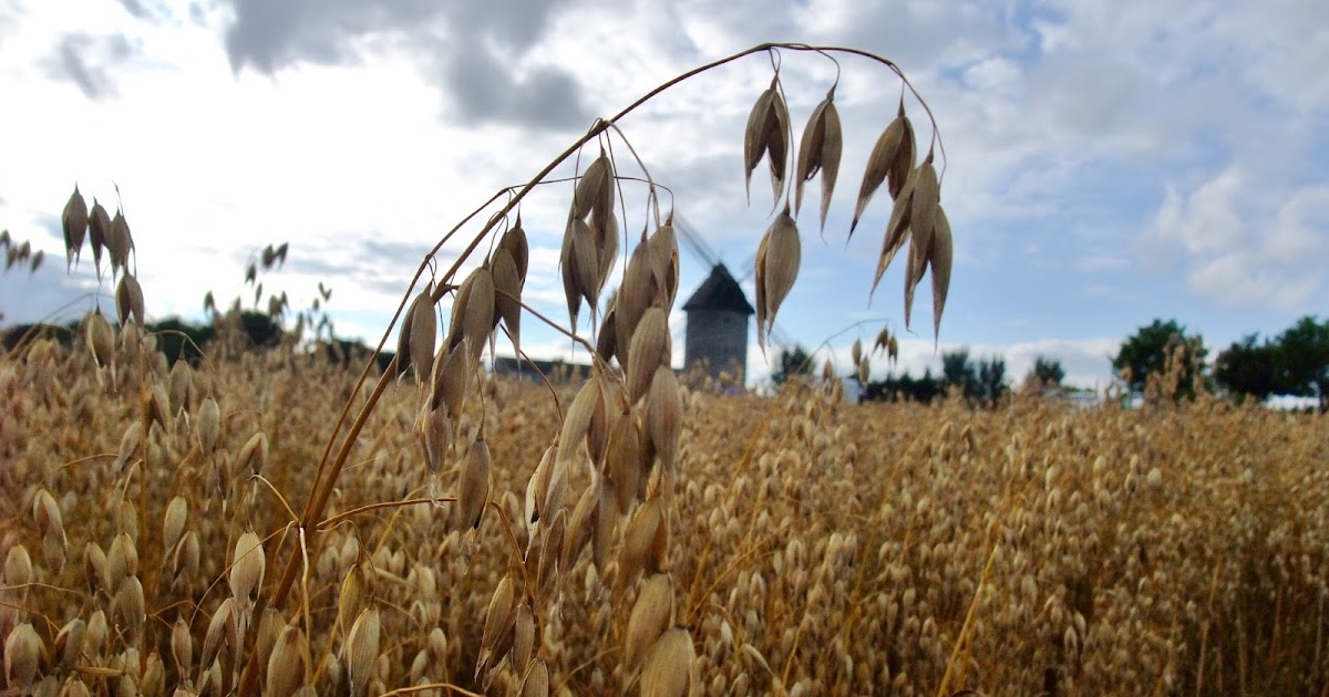 HERBAL PICNIC OAT STRAW