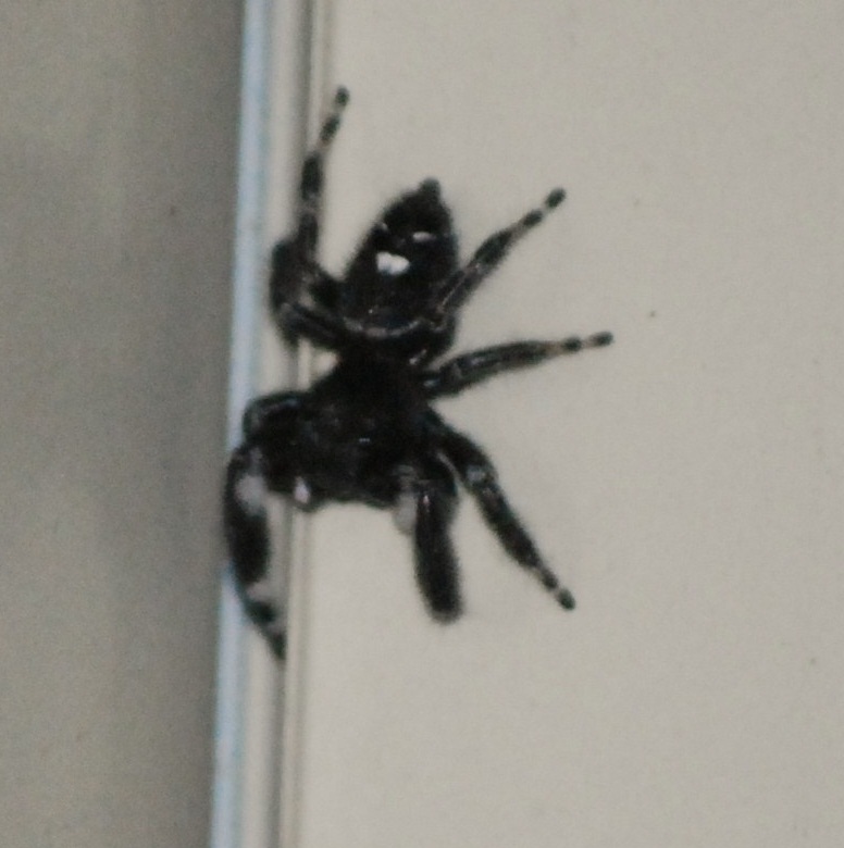 Get rid of house fleas, pictures of black spiders in michigan