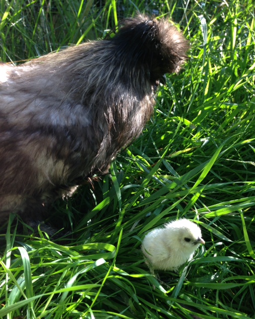 The Animal Cabin Fluffy Pet Chickens, the Silkie Chicken