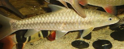 Bangladesh Development Studies: Freshwater Fish of Bangladesh