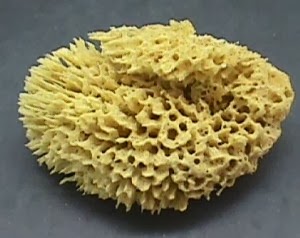91 Koleksi Gambar Hewan Berpori (Porifera) HD