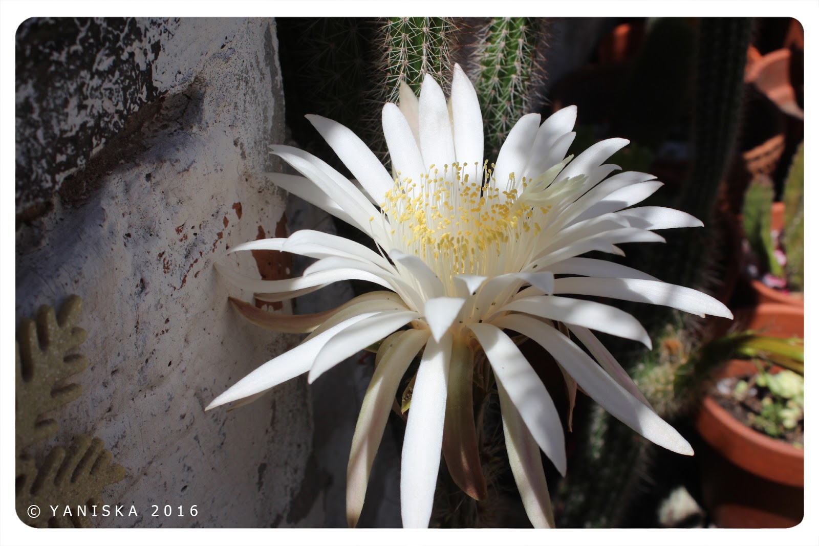 yaniska fotografias: una noche una flor
