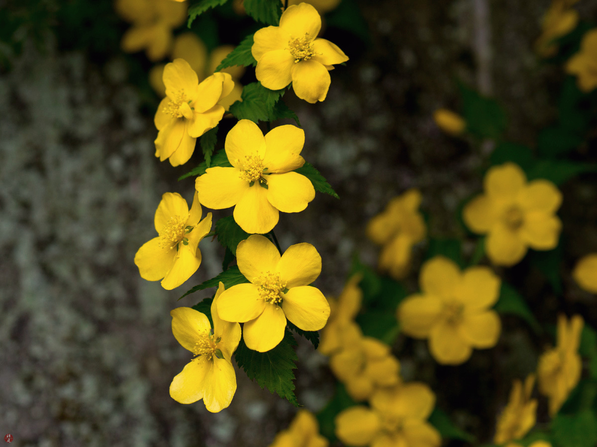 FROM THE GARDEN OF ZEN Yamabuki (Kerria japonica) flowers Engakuji