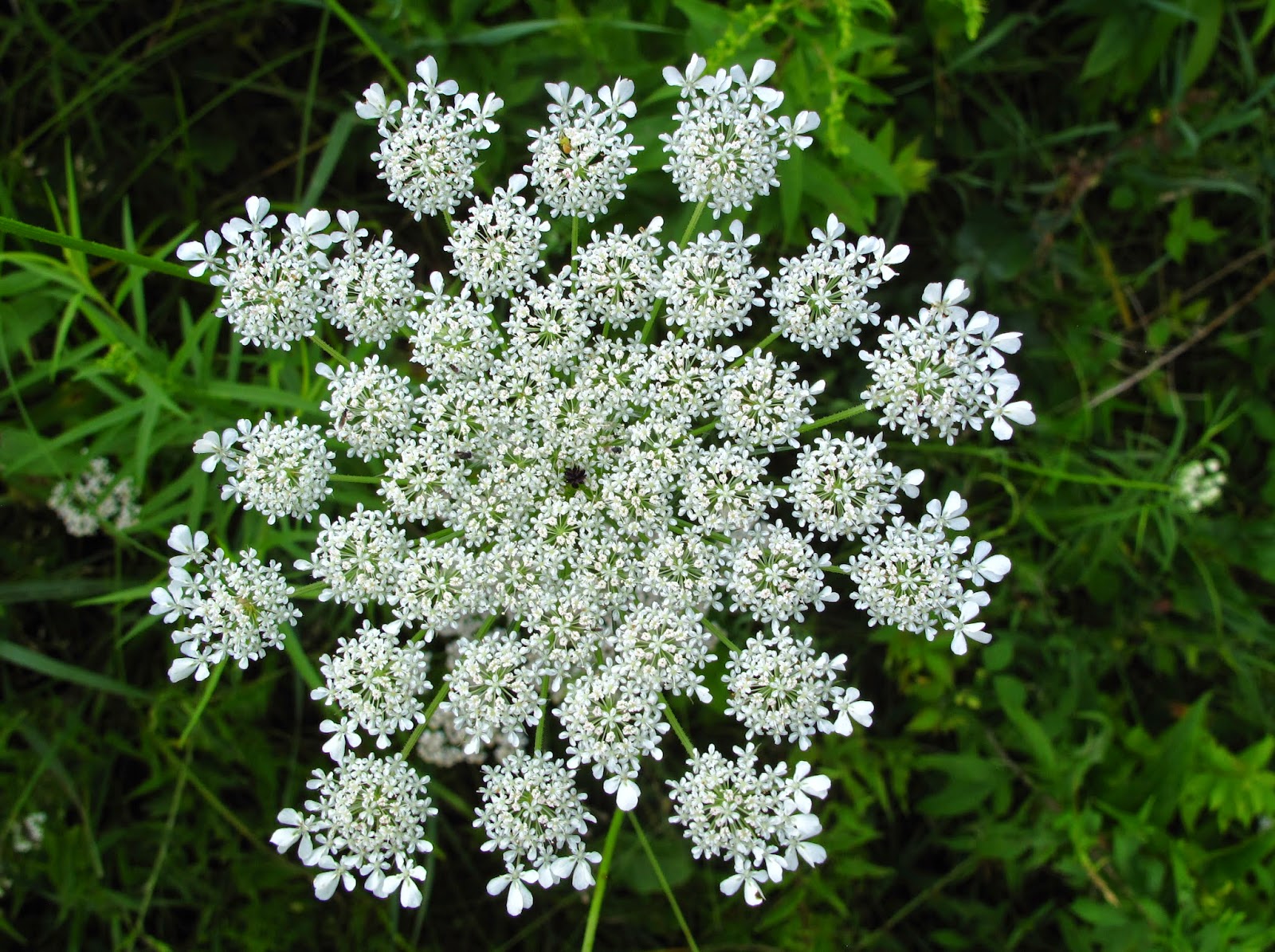 The Joyce Road Neighborhood: Wildflower - Queen Anne's Lace