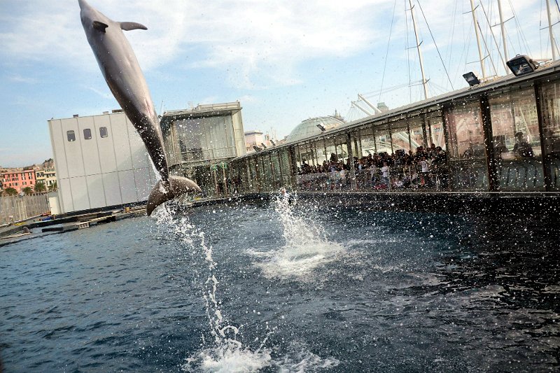 acquario village genova delfini