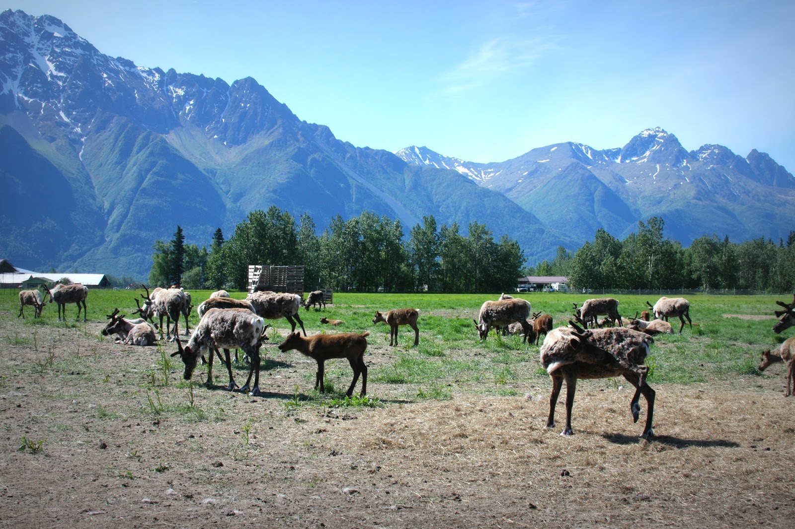 Life Through My Lens Reindeer Farm Palmer Alaska