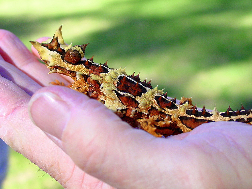 Funny Thorny Devil 2012 | Funny Images Show