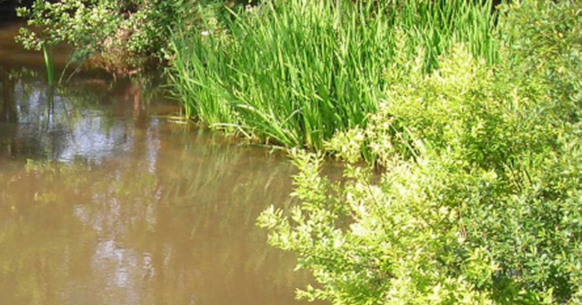 ANGLING WITH SHAUN Fishing Small Rivers And Streams by Paul Duffield