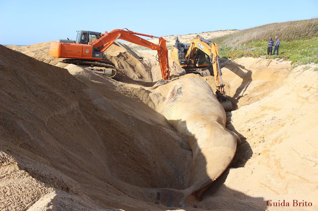 Baleia-comum morta, em praia de Sines