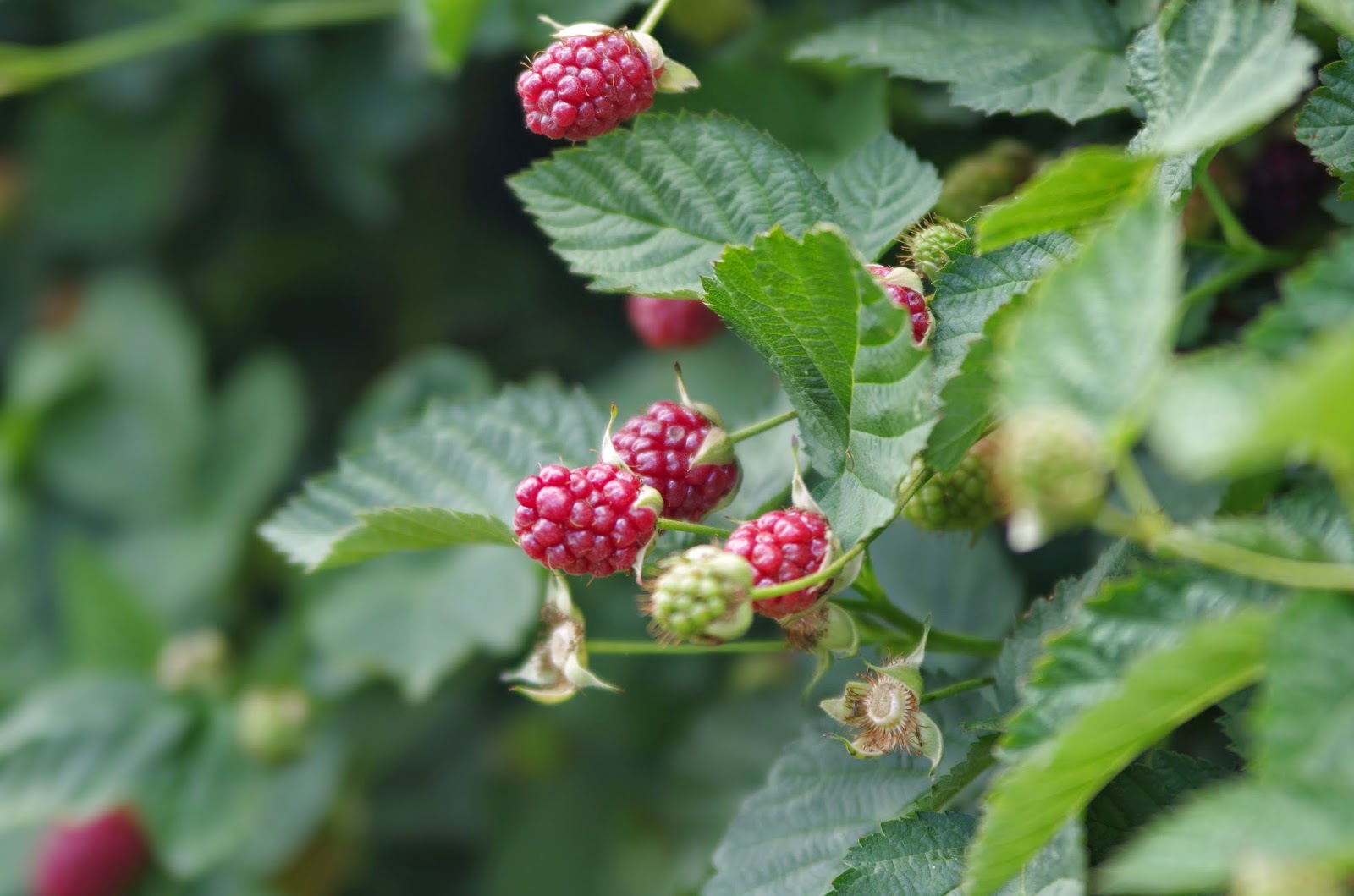 Trees and Plants Boysenberry