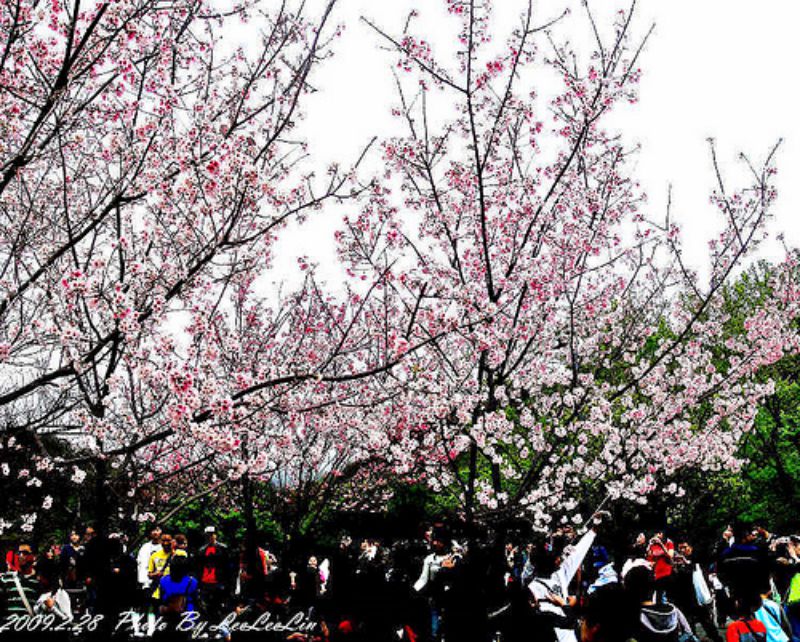 台北陽明山國家公園花季
