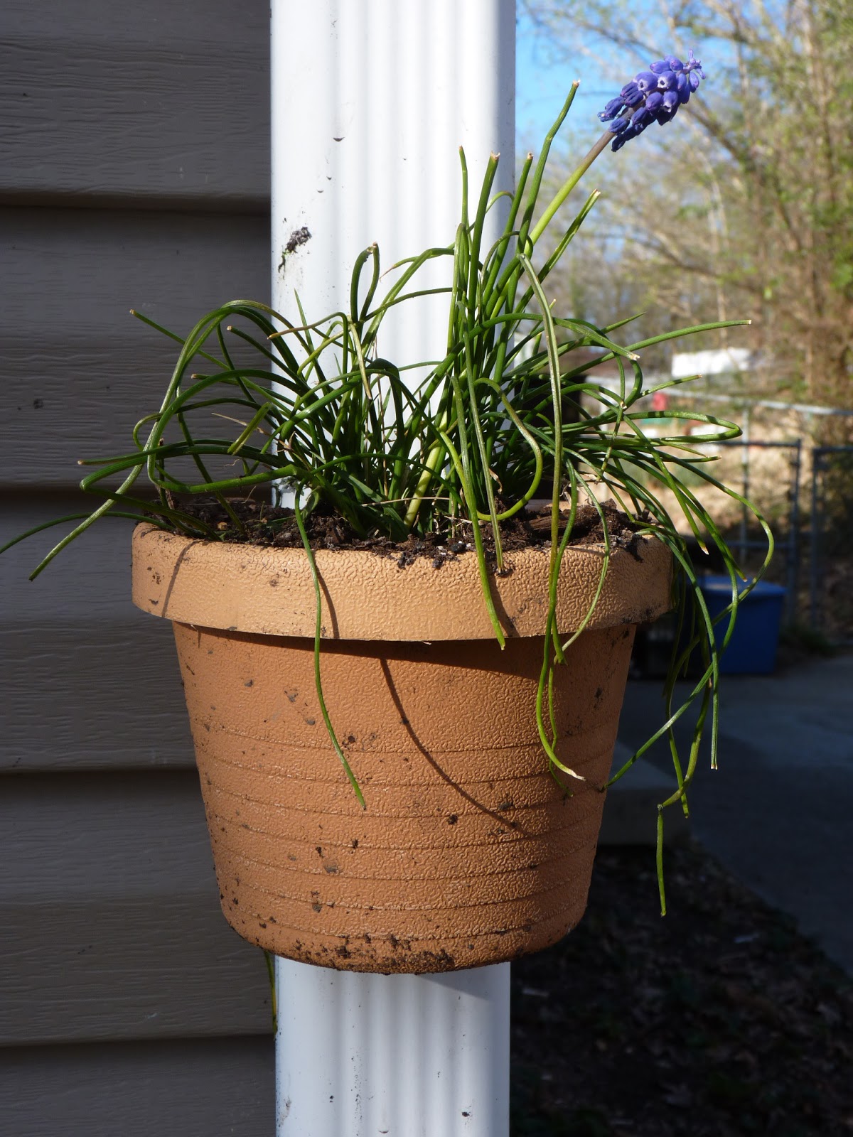 Edible and Elegant Urban Gardening Drain Pipe Planters Vertical