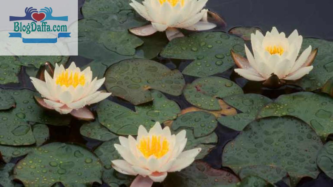 Nymphaea Tetragona Jenis teratai Nymphaea Tetragona