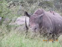 Rare black rhino, close-up and ... ready to charge?  West of Skukuza Camp, Kruger National Park