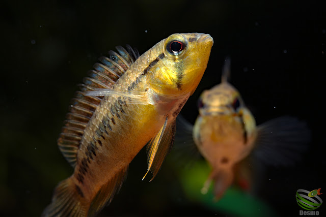 Apistogramma cf. macmasteri or cf. viejita