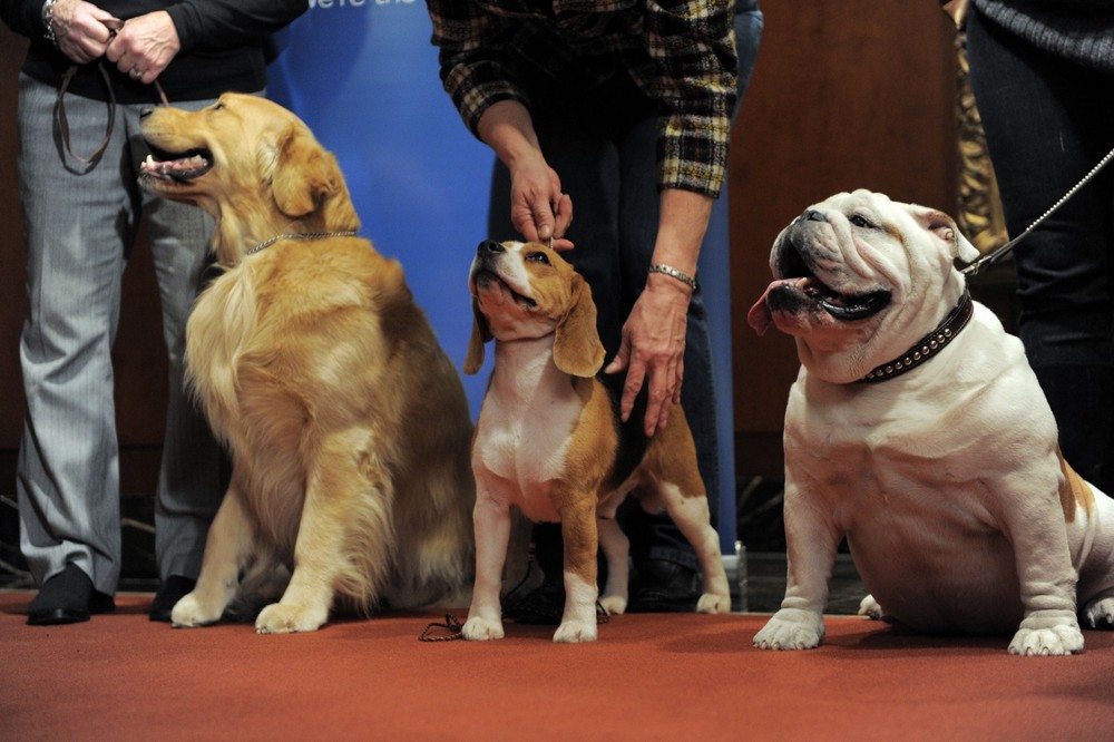 Most Popular Dogs In The U.S. 2013