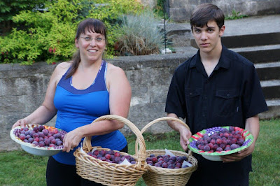 Good harvest from my Methley Japanese plum tree - and this is only half!