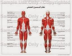 Bienvenu Dans Astuce الجهاز العضلي Muscular System