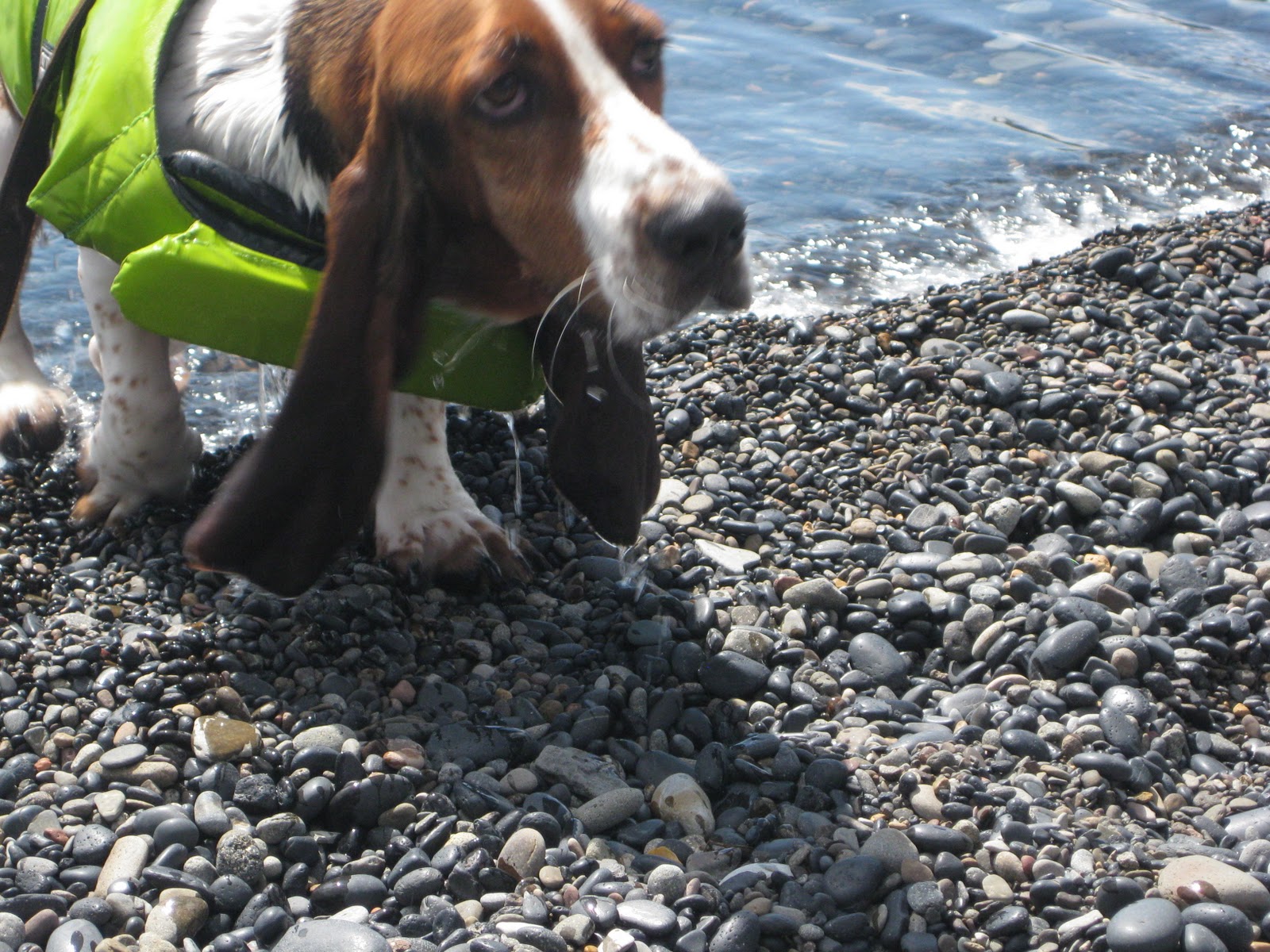 Life as I Know it by Worm, the Basset Hound Swimming Lessons