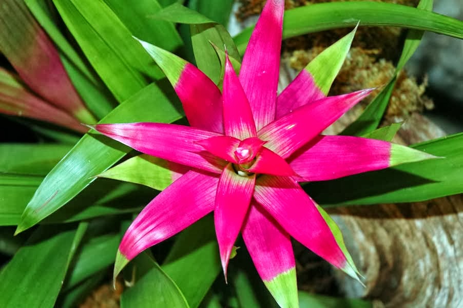 Rainforest Names Of Plants In The Rainforest