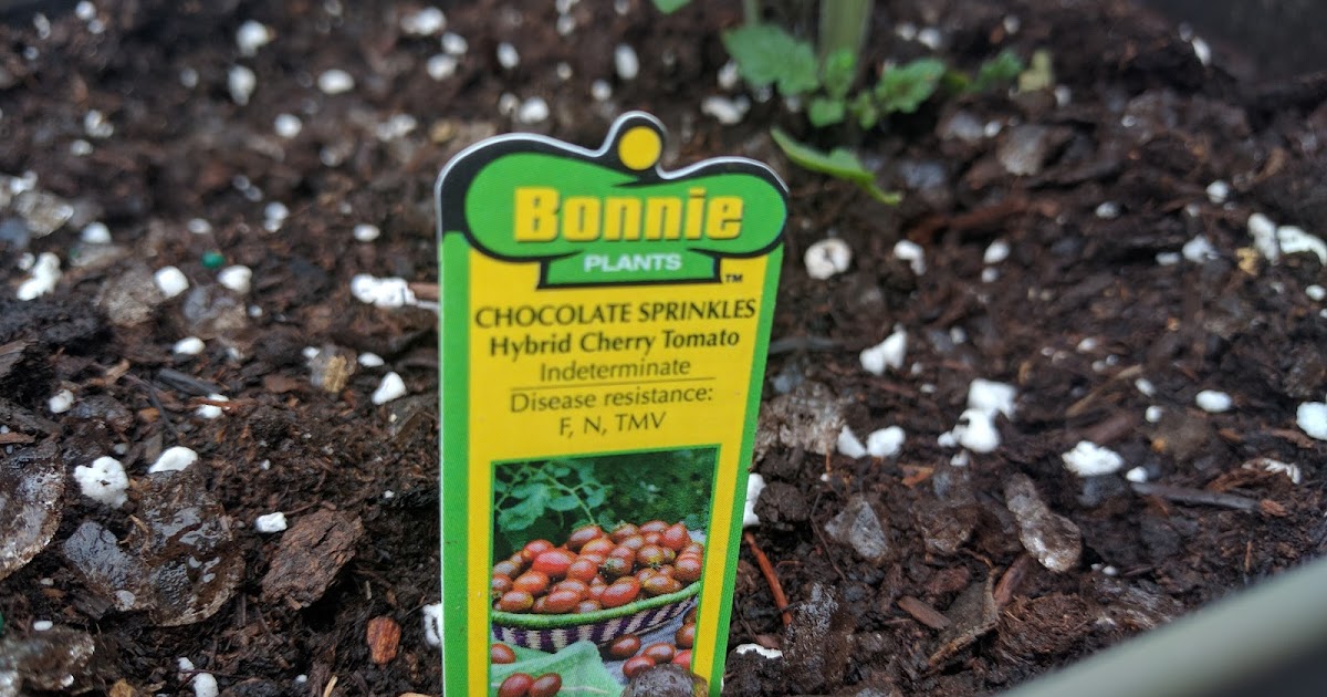 Chocolate Sprinkles Cherry Tomato