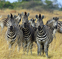 Pengertian Hewan Zebra Penyebaran Habitat Afrika Selatan Barat Timur Tiga