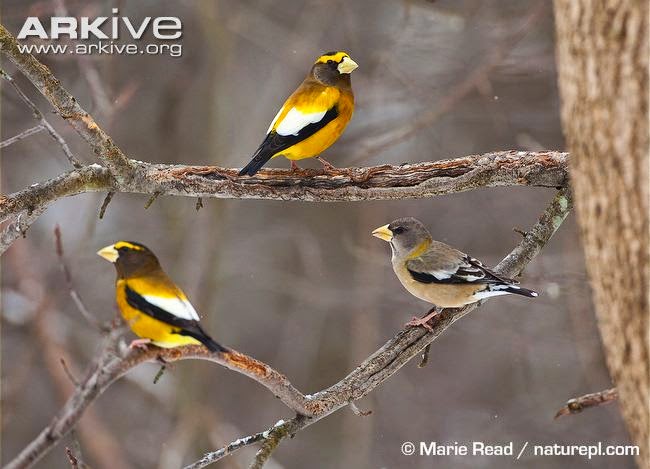 Hawfinch northamerican birds