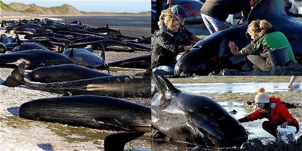 3 sismos fuertes y un terremoto fuerte se han registrado cerca donde murieron ballenas . 3 sismos fuertes y un terremoto fuerte se han registrado cerca donde murieron ballenas .