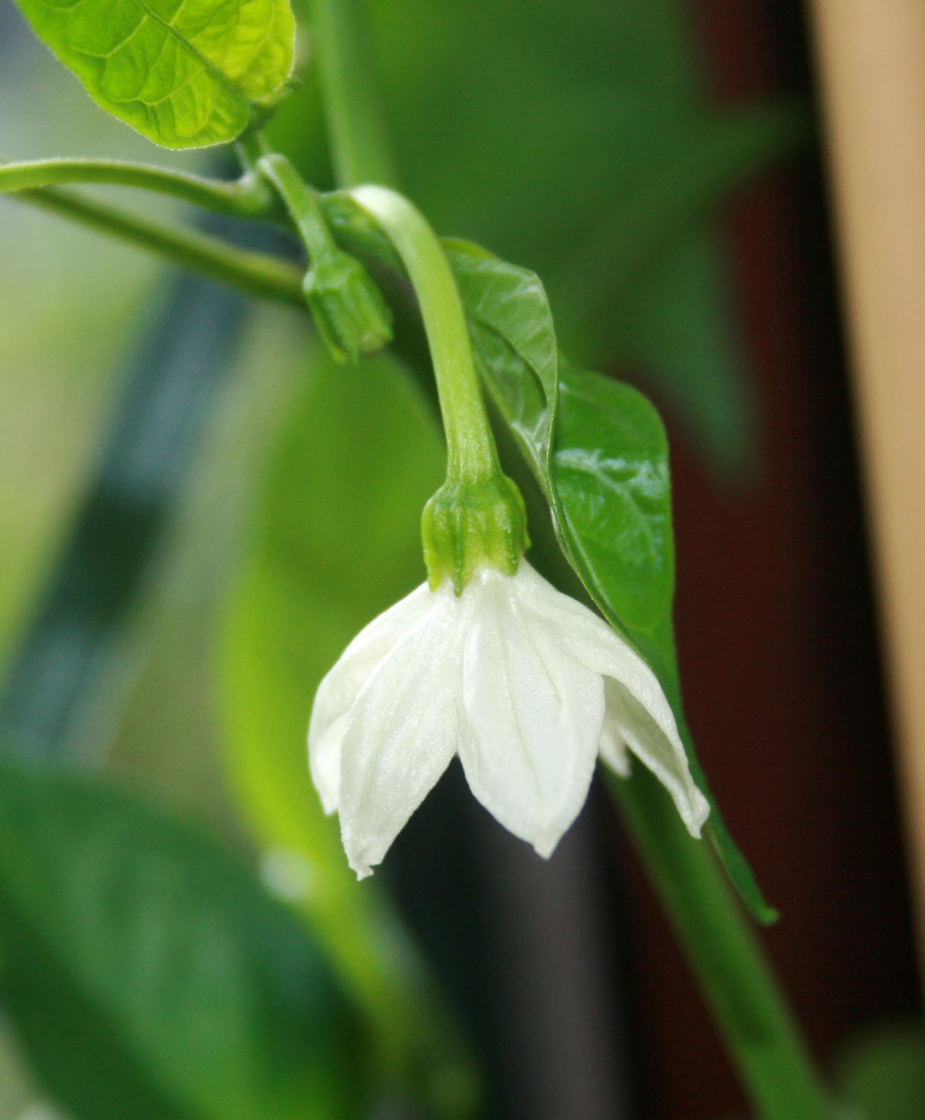 Why Do The Flowers Fall Off My Chilli Plant