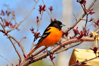 Birds of Cottage Glen