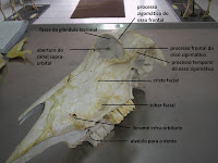 SOS Medicina Veterinária: Anatomia II - Cranio - Ruminante, suino ...