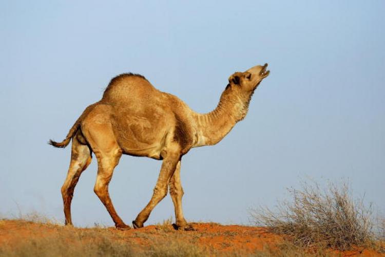 camel color jordans