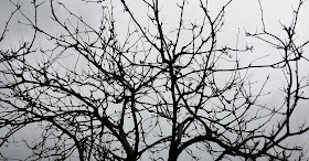 puun oksat, harmaa taivas
