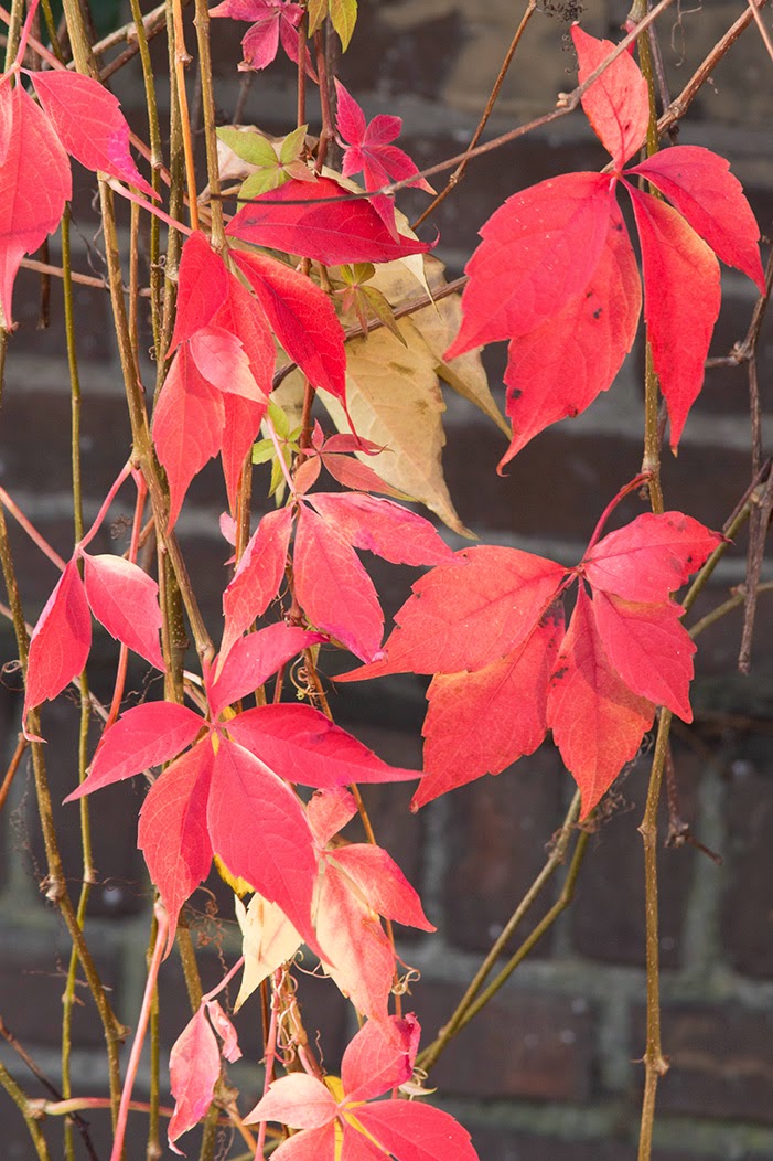 red leaves in the sunlight