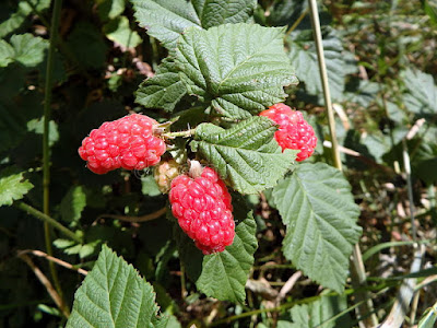gambar buah tayberry