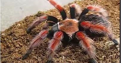 Featured image of post Sonhar Com Aranha Preta E Vermelha