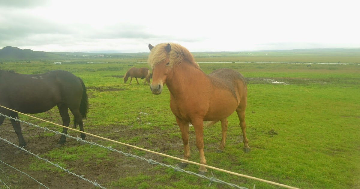 Do Horses Neigh When They Run? Are horses born with hooves?
