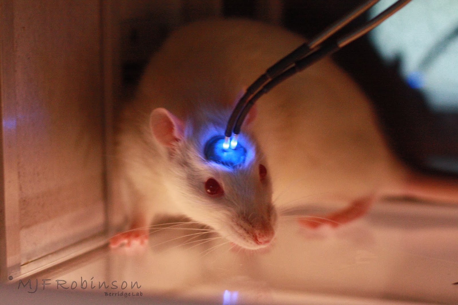 Видеть во живых мышей. Опыты на мышах. Подопытные мыши. Лабораторные мыши.