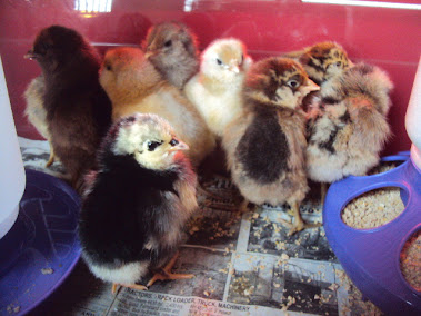 Baby 'Cauna Chicks Are Here!