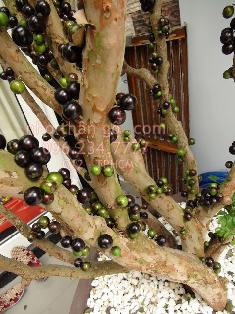 Thú nuôi, cây cảnh: Nho nam mỹ, trái mọc trên thân gỗ  Nho%2Bthan%2Bgo%2Blau%2Bnam