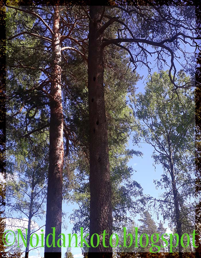 Suku puoli mäntyjä