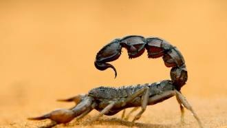 كيفية التعامل مع لدغات الافاعي والعقارب